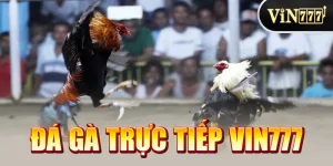 Đá Gà Trực Tiếp