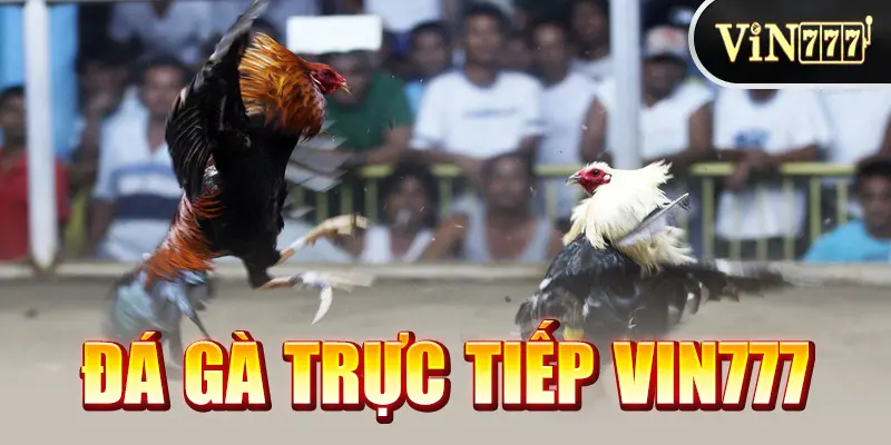 Đá Gà Trực Tiếp