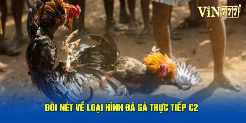 Đôi nét về loại hình đá gà trực tiếp C2