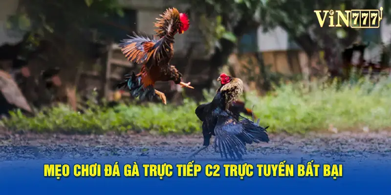 Mẹo chơi đá gà trực tiếp c2 trực tuyến bất bại 