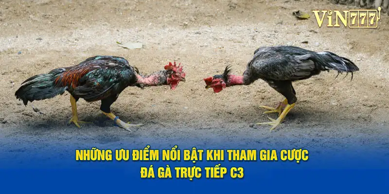 Những ưu điểm nổi bật khi tham gia cược đá gà trực tiếp C3 