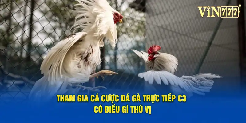 Đá Gà Trực Tiếp C3