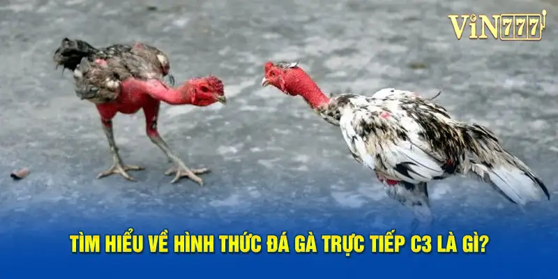 Tìm hiểu về hình thức đá gà trực tiếp C3 là gì?