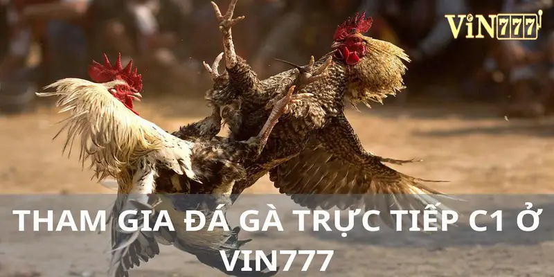 Tham gia đá gà trực tiếp C1 ở Vin777