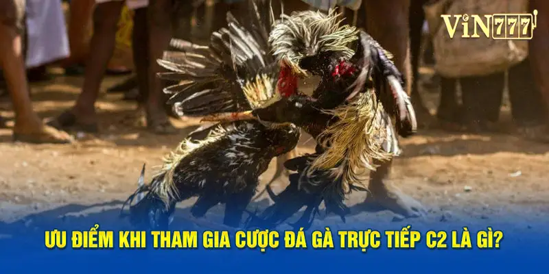 Ưu điểm khi tham gia cược đá gà trực tiếp C2 là gì?